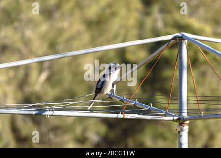 Un giovane che ride kookaburra (dacelo novaeguineae) seduto su un Hills Hoist nel sud-ovest di Sydney Foto Stock