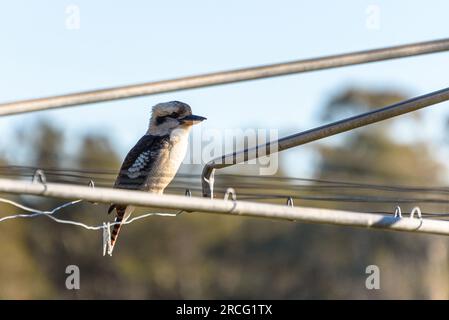 Un giovane che ride kookaburra (dacelo novaeguineae) seduto su un Hills Hoist nel sud-ovest di Sydney Foto Stock