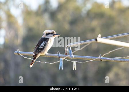 Un giovane che ride kookaburra (dacelo novaeguineae) seduto su un Hills Hoist nel sud-ovest di Sydney Foto Stock