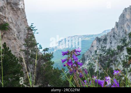 Campane viola o altri fiori sulla montagna. Foto Stock