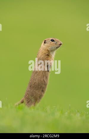 Lo scoiattolo in polvere è attento sul prato Foto Stock