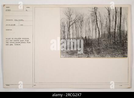 L'immagine raffigura un'area boschiva nella sezione di Fullein, dove tutte le foglie sono state spogliate dagli alberi a causa degli effetti del fuoco delle conchiglie e del gas durante la prima guerra mondiale. Questa fotografia, nota come Alsazia NUMERO 67707, è stata scattata da un fotografo del Signal Corps e ricevuta il 10 febbraio 1920. Identificato con il simbolo e, fa parte della collezione intitolata Photographs of American Military Activities during World War One. Foto Stock