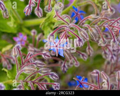 Primo piano degli steli pelosi, dei setti e dei boccioli di fiori della borragia delle erbe che cresce in un giardino del Regno Unito. Foto Stock