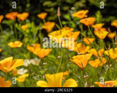 Fiori gialli di papaveri californiani che brillano alla luce del sole di un giardino del Regno Unito. Foto Stock