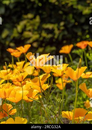 Fiori gialli di papaveri californiani che brillano alla luce del sole di un giardino del Regno Unito. Foto Stock