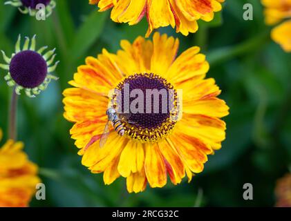 Primo piano di una mosca hoverfly che pollina un fiore di Helenium, Foto Stock