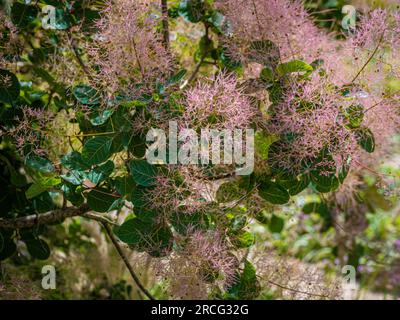 Fiori rosa simili a nuvole di Cotinus coggygria, comunemente chiamato Pink Smokebush. Foto Stock