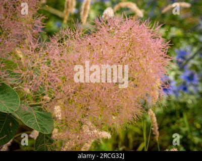 Fiori rosa simili a nuvole di Cotinus coggygria, comunemente chiamato Pink Smokebush. Foto Stock