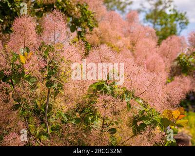 Fiori rosa simili a nuvole di Cotinus coggygria, comunemente chiamato Pink Smokebush. Foto Stock