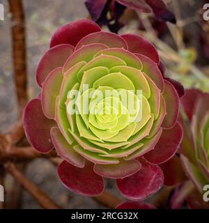 Primo piano Aeonium 'Velour' con le sue succulente foglie verdi e rosse. Foto Stock