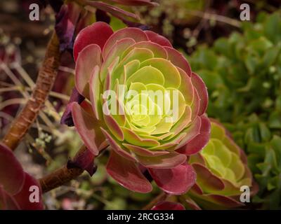 Primo piano Aeonium 'Velour' con le sue succulente foglie verdi e rosse. Foto Stock