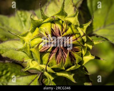Primo piano di un bocciolo di girasole non aperto. Helianthus annuus signora Mars. Foto Stock