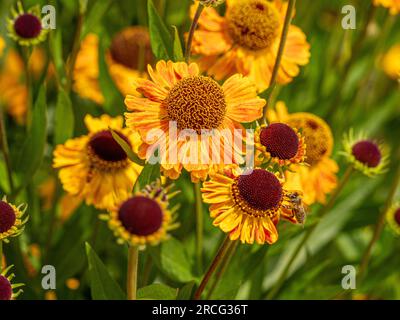 Helenium 'Wyndley' con i suoi ricchi petali gialli strizzati di arancio che cresce in abbondanza in un giardino. Foto Stock