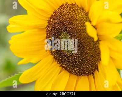 Primo piano di un'ape sul disco centrale fiore di un girasole. Foto Stock