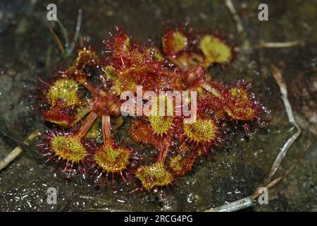 Primo piano naturale su una rara rugiada carnivora con foglie rotonde, Drosera rotundifolia Plant Foto Stock