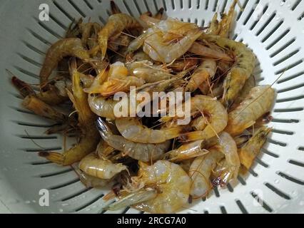 I gamberi freschi marroni del golfo provenienti dal mercato dei frutti di mare di Biloxi sono disegnati in un colino per una foto in posa giovedì 15 luglio 2021 a D'Iberville, contea di Harrison, MS, USA. L'industria dei gamberetti del Mississippi continua a diminuire con solo 375 licenze commerciali rilasciate quest'anno, secondo i record del Dipartimento delle risorse marine del Mississippi, in calo rispetto a 449 nel 2019, 713 nel 2009 e 1.694 nel 1999. (Foto Apex MediaWire di Billy Suratt) Foto Stock