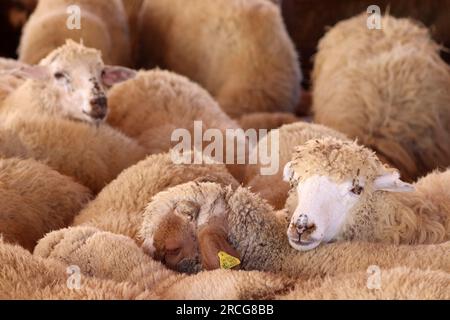 Un gruppo di pecore arabe all'interno del recinto delle pecore nel mercato del sacrificio Eid al-Adha nei paesi arabi e musulmani - Amman, Giordania (Qurban) Foto Stock