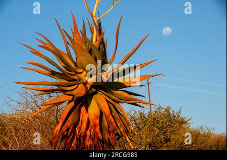 Albero di aloe vera (Aloe barbadensis) selvatico sul lago Oanob, Namibia Foto Stock