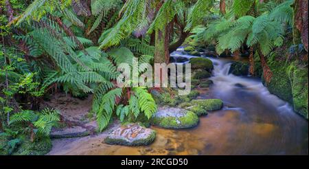 Cascate di St Columba, St Helens, Tasmania, Australia Foto Stock