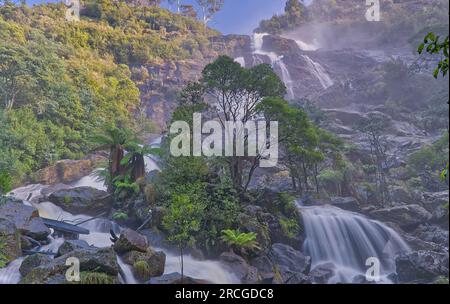 La seconda cascata più alta della Tasmania, le St Columba Falls nella riserva della foresta pluviale a Pyengana, vicino a St Helens, Tasmania, Australia Foto Stock
