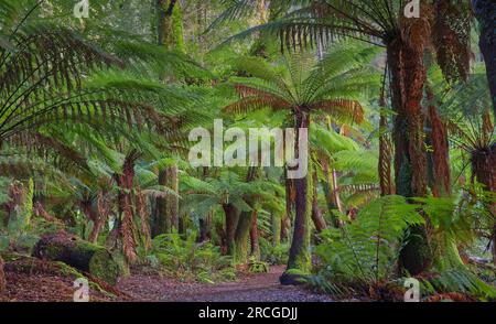 Cascate di St Columba, St Helens, Tasmania, Australia Foto Stock