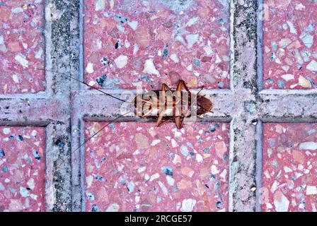 Adagiare un insetto morto su uno sfondo pavimentato. Foto Stock