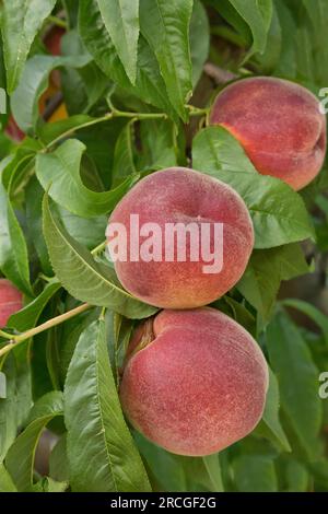 Peaches Sweet sue "Prunus persica" frutteto, Harvest Time, Maryhill Highway, Columbia River, Goldendale, Washington. Foto Stock