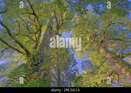 Antico gigante di mirto faggi Nothofagus cunninghammii nella riserva della foresta pluviale nelle Blue Tiers, Weldborough, Tasmania, Australia Foto Stock