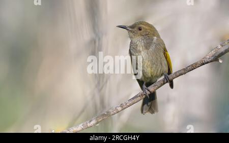 Mielante femminile a mezzaluna appollaiato su un ramo con sfondo sfocato in sfumature marrone chiaro al Peter Murrell Reserve, Hobart, Tasmania, Australia Foto Stock