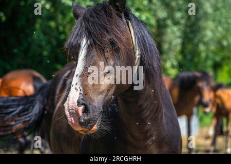 Un cavallo (Equus ferus caballus) circondato da una casa torbida vola durante il caldo clima estivo Foto Stock