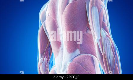 Anatomia muscolare della parte inferiore della schiena, illustrazione Foto Stock