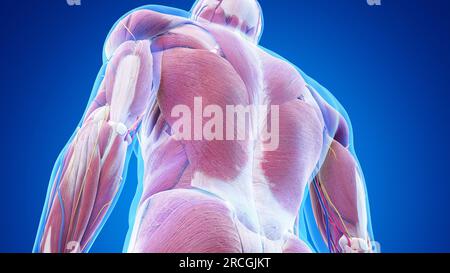 Anatomia muscolare della parte inferiore della schiena, illustrazione Foto Stock