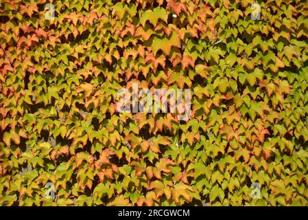 Sfondo di un muro coperto di edera Foto Stock