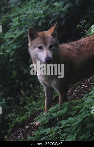 un lupo himalayano selvatico (canis himalayensis) nel parco nazionale singalila, nel bengala occidentale in india. il lupo himalayano è una specie molto rara e in pericolo di estinzione Foto Stock