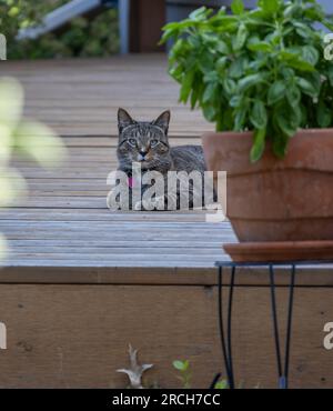 Gatto a righe grigie che si rilassa dietro una pentola di basilico, su un rustico ponte in cedro Foto Stock