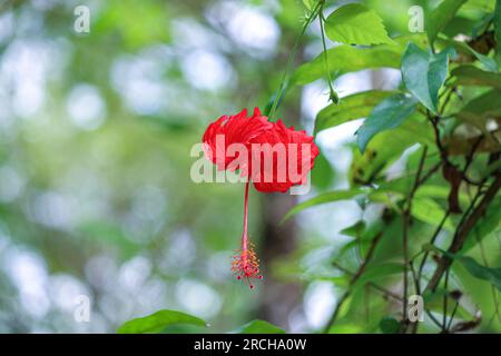 Fiore di Hibiscus rosa-sinensis rosso o pianta nera delle scarpe su fondo erboso verde. Foto Stock
