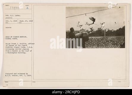 Il maggiore Frank J. Griffin, ufficiale responsabile della sezione dei piccioni, Signal Corps, U.S.A., che rilascia piccioni da portaerei da un cesto sul tetto di un edificio a Washington. Questa foto è stata scattata il 27 settembre 1918, ed è stata censurata e pubblicata dal M.I.D. Censor il 7 ottobre 1918." Foto Stock