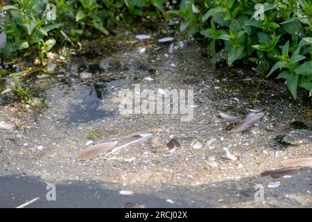 Dorney, Buckinghamshire, Regno Unito. 2 luglio 2023. Inquinamento su Roundmoor Ditch. Le acque alluvionali rimangono a Dorney Common con grande frustrazione degli abitanti del villaggio che vivono a Colenorton Crescent nella vicina Eton Wick. Gli abitanti del villaggio riferiscono che stanno ricevendo un "puzzo di acque reflue”, soprattutto la sera. L'acqua del Tamigi può essere scaricata nel canale Roundmoor accanto al comune; tuttavia, il monitoraggio della durata degli eventi mostra che l'ultima scarica nel canale Roundmoor è avvenuta a gennaio. Una parte delle acque inondabili sta ora cominciando a calare, ma è stata particolarmente negativa nelle ultime settimane nonostante ci fossero state Foto Stock