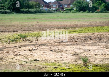 Dorney, Buckinghamshire, Regno Unito. 2 luglio 2023. Le acque alluvionali rimangono a Dorney Common con grande frustrazione degli abitanti del villaggio che vivono a Colenorton Crescent nella vicina Eton Wick. Gli abitanti del villaggio riferiscono che stanno ricevendo un "puzzo di acque reflue”, soprattutto la sera. L'acqua del Tamigi può essere scaricata nel canale Roundmoor accanto al comune; tuttavia, il monitoraggio della durata degli eventi mostra che l'ultima scarica nel canale Roundmoor è avvenuta a gennaio. Una parte dell'acqua alluvionale sta ora cominciando a calare, ma è stata particolarmente negativa nelle ultime settimane nonostante la scarsa pioggia. Credito: Maureen Foto Stock