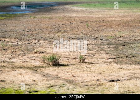 Dorney, Buckinghamshire, Regno Unito. 2 luglio 2023. Le acque alluvionali rimangono a Dorney Common con grande frustrazione degli abitanti del villaggio che vivono a Colenorton Crescent nella vicina Eton Wick. Gli abitanti del villaggio riferiscono che stanno ricevendo un "puzzo di acque reflue”, soprattutto la sera. L'acqua del Tamigi può essere scaricata nel canale Roundmoor accanto al comune; tuttavia, il monitoraggio della durata degli eventi mostra che l'ultima scarica nel canale Roundmoor è avvenuta a gennaio. Una parte dell'acqua alluvionale sta ora cominciando a calare, ma è stata particolarmente negativa nelle ultime settimane nonostante la scarsa pioggia. Credito: Maureen Foto Stock