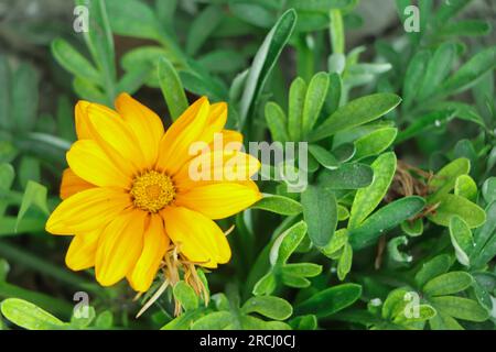 Gazania gialla in giardino Foto Stock