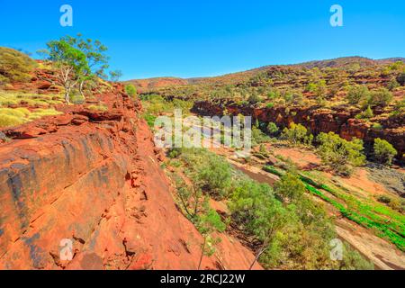 Vedute panoramiche dell'antica foresta di palme del cavolo Rosso nella Palm Valley lungo la passeggiata di Arankaia. Finke Gorge National Park nel Northern Territory, Central Foto Stock