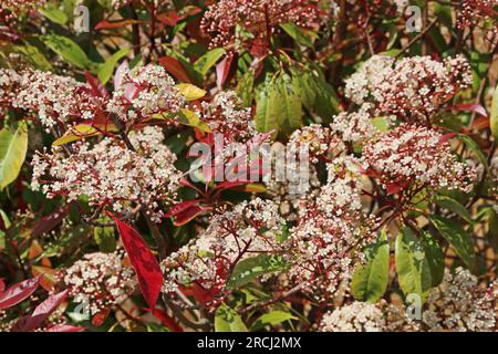 Red Robin arbusto in fiore Foto Stock