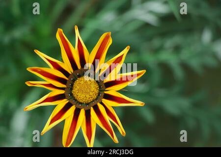 Gazania gialla o fiore del tesoro in piena fioritura, Gazania rigens (alias: Gazania splendens) Foto Stock