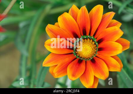 Gazania gialla o fiore del tesoro in piena fioritura, Gazania rigens (alias: Gazania splendens) Foto Stock