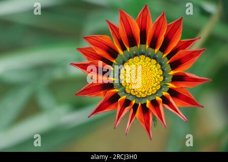 Gazania primo piano sul letto in estate nel parco Foto Stock