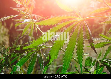 Primo piano delle foglie di cannabis verde.coltivare il cespuglio di cannabis medicinale in natura Foto Stock