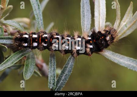 Knot Grass Acronicta rumicis Caterpillar Foto Stock