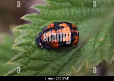 Harlequin Ladybird Harmonia axyridis pupa Foto Stock