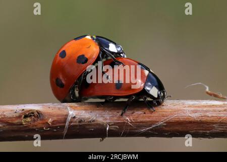 Accoppiamento di ladybirds a sette punti Coccinella septempunctata Foto Stock